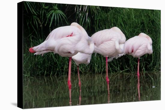 Greater Flamingos Sleeping-Tony Camacho-Premier Image Canvas