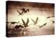 Greater Flamingos Taking Off from the Steamy-null-Premier Image Canvas
