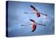 Greater Flamingos-Xavier Ortega-Premier Image Canvas