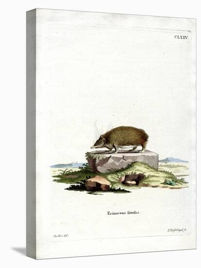 Greater Hedgehog Tenrec-null-Premier Image Canvas