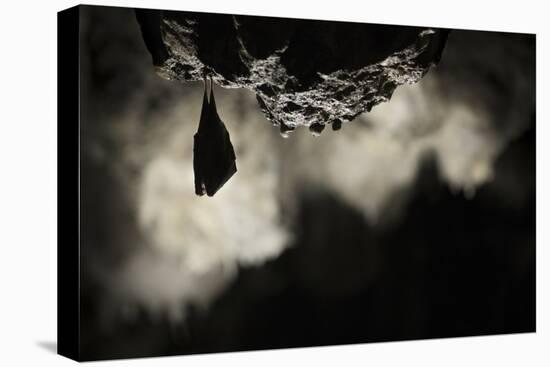 Greater Horseshoe Bat (Rhinolophus Ferrumequinum) Roosting in Cave. Croatia. November-Alex Hyde-Premier Image Canvas