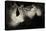 Greater Horseshoe Bat (Rhinolophus Ferrumequinum) Roosting in Cave. Croatia. November-Alex Hyde-Premier Image Canvas