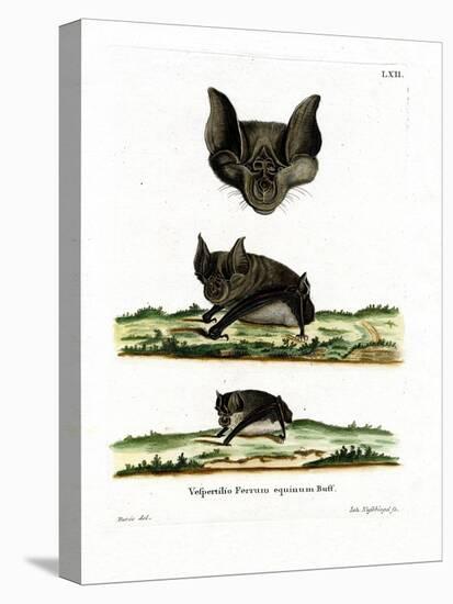 Greater Horseshoe Bat-null-Premier Image Canvas
