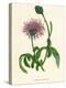 'Greater Knapweed', c1891, (1891)-Anne Pratt-Premier Image Canvas