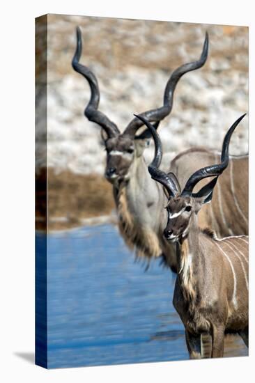 Greater Kudu (Tragelaphus strepsiceros), Etosha National Park, Namibia-null-Premier Image Canvas