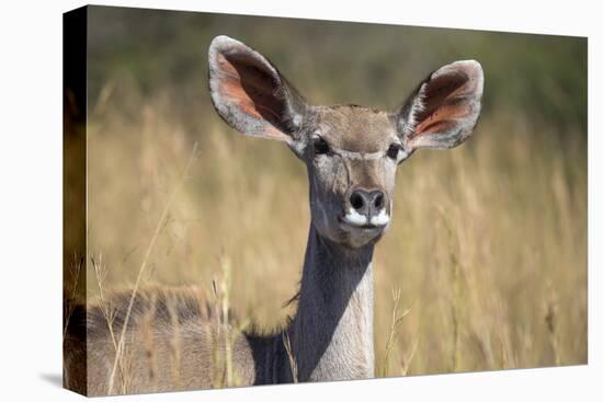 Greater Kudu (Tragelaphus Strepsiceros) Female, Kruger National Park, South Africa, Africa-Ann & Steve Toon-Premier Image Canvas