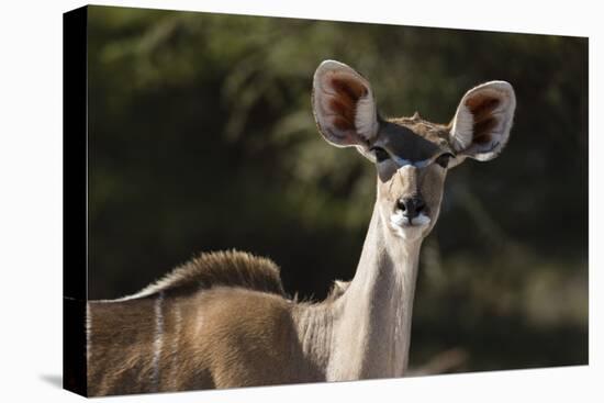 Greater kudu (Tragelaphus strepsiceros), Kalahari, Botswana, Africa-Sergio Pitamitz-Premier Image Canvas