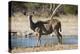 Greater kudu (Tragelaphus strepsiceros), Kalahari, Botswana, Africa-Sergio Pitamitz-Premier Image Canvas