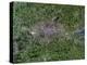 Greater London, Satellite Image-PLANETOBSERVER-Premier Image Canvas