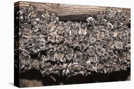 Greater Mouse-Eared Bat (Myotis Myotis)-Kerstin Hinze-Premier Image Canvas