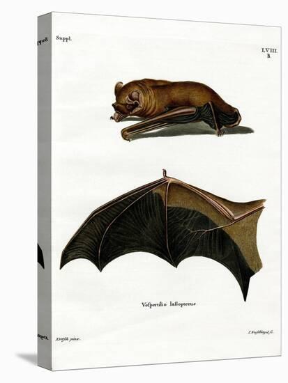 Greater Noctule Bat-null-Premier Image Canvas