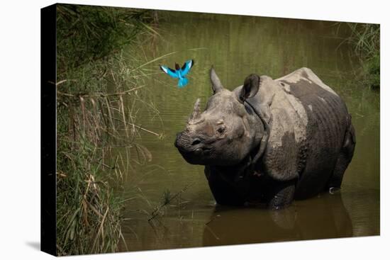 greater one-horned rhinoceros watching a kingfisher fly by-karine aigner-Premier Image Canvas