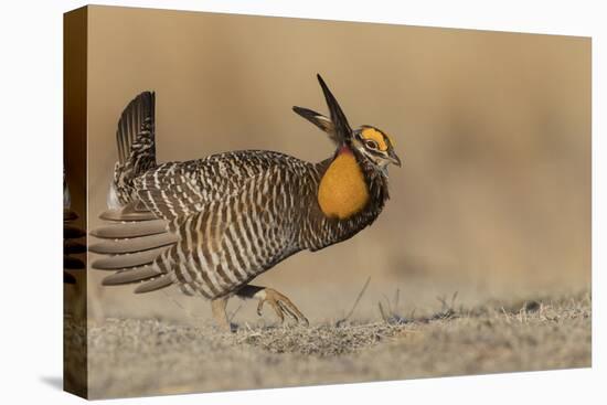 Greater prairie chicken, morning dance-Ken Archer-Premier Image Canvas