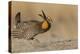 Greater prairie chicken, morning dance-Ken Archer-Premier Image Canvas