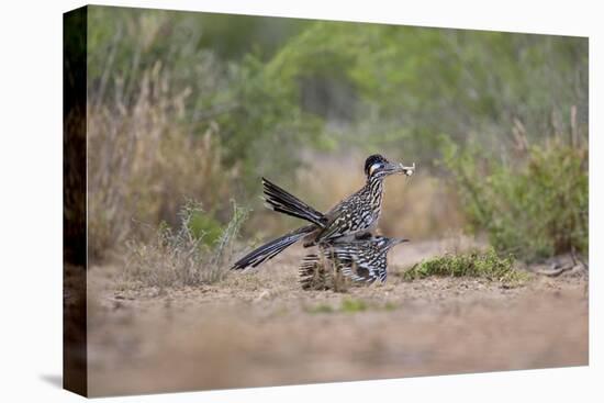 Greater Roadrunner (Geococcyx californianus) copulating-Larry Ditto-Premier Image Canvas