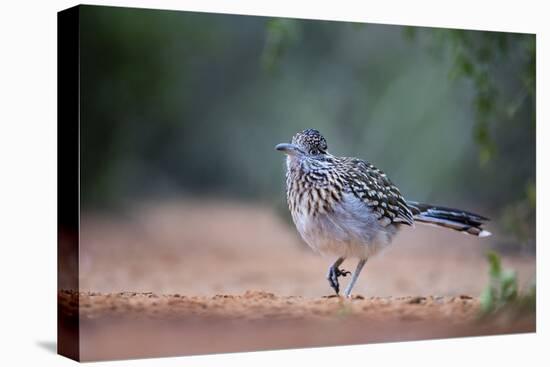 Greater roadrunner (Geococcyx californianus) in habitat.-Larry Ditto-Premier Image Canvas