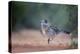 Greater roadrunner (Geococcyx californianus) in habitat.-Larry Ditto-Premier Image Canvas