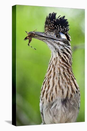 Greater Roadrunner (Geococcyx Californianus) with Nuptial Gift Calling Mate-Claudio Contreras-Premier Image Canvas