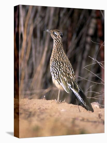 Greater Roadrunner, New Mexico-Elizabeth DeLaney-Premier Image Canvas