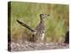 Greater Roadrunner, Texas, USA-Larry Ditto-Premier Image Canvas