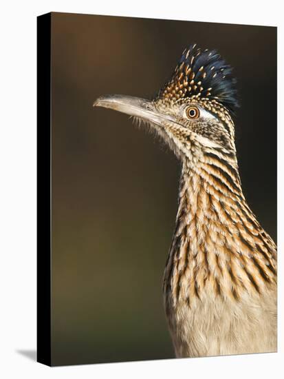 Greater Roadrunner, Texas, USA-Larry Ditto-Premier Image Canvas