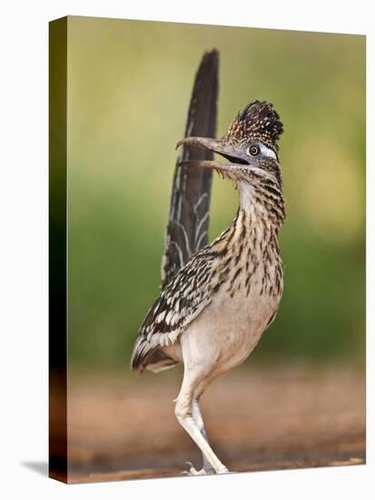 Greater Roadrunner, Texas, USA-Larry Ditto-Premier Image Canvas