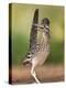 Greater Roadrunner, Texas, USA-Larry Ditto-Premier Image Canvas