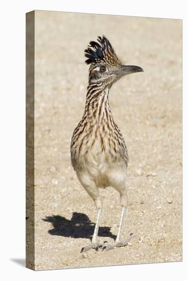 Greater Roadrunner-Hal Beral-Premier Image Canvas