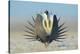 Greater Sage-Grouse (Centrocercus Urophasianus) Male Displaying on a Lek in Snow-Gerrit Vyn-Premier Image Canvas