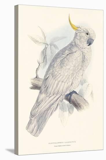 Greater Sulphur-Crested Cockatoo-Edward Lear-Stretched Canvas