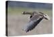 Greater White-Fronted Goose in Flight-Ken Archer-Premier Image Canvas