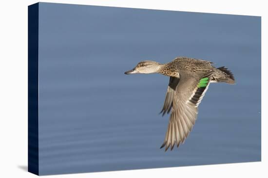 Greeb-Winged Teal Hen in Flight-Hal Beral-Premier Image Canvas