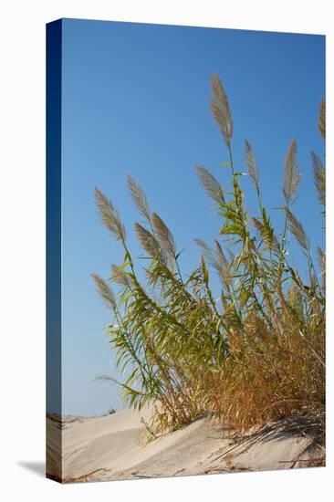 Greece, Crete, Elafonisi, Dune Grass, Nature Conservation-Catharina Lux-Premier Image Canvas