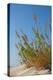 Greece, Crete, Elafonisi, Dune Grass, Nature Conservation-Catharina Lux-Premier Image Canvas