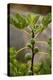 Greece, Crete, Fig Tree-Catharina Lux-Premier Image Canvas