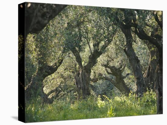 Greece, Olive Grove, Olive Trees, Old-Thonig-Premier Image Canvas