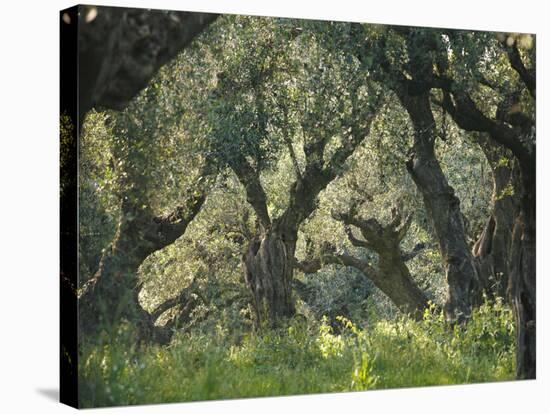 Greece, Olive Grove, Olive Trees, Old-Thonig-Premier Image Canvas