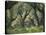 Greece, Olive Grove, Olive Trees, Old-Thonig-Premier Image Canvas