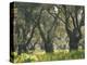 Greece, Olive Grove, Until 2000 Years Old Author Designation Obligatory Europe-Thonig-Premier Image Canvas