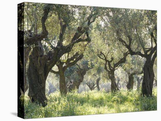 Greece, Olive Grove-Thonig-Premier Image Canvas