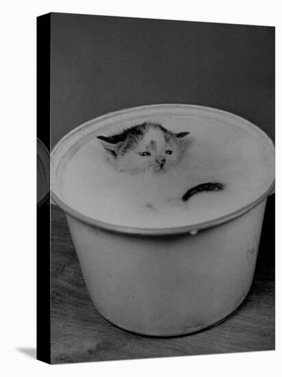 Greedily Hungry Kitten Almost Drowning in a Pot of Milk after Climbing over the Side to Drink-Nina Leen-Premier Image Canvas