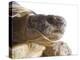 Greek Spur Thighed Tortoise Head Portrait, Spain-Niall Benvie-Premier Image Canvas