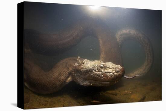 Green Anaconda (Eunectes Murinus) Underwater, Flicking Tongue, Formoso River-Franco Banfi-Premier Image Canvas