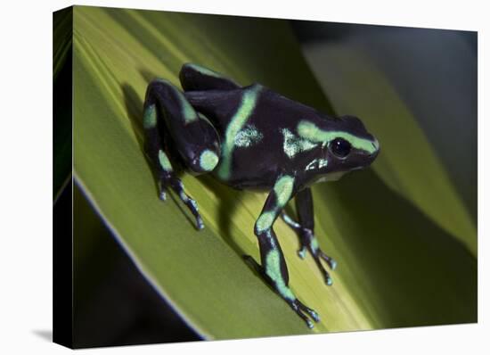 Green and Black Poison Dart Frog portrait, Costa Rica-Tim Fitzharris-Stretched Canvas