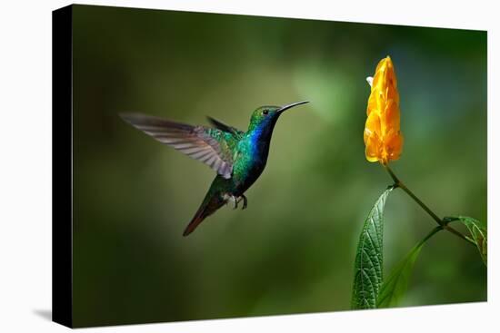 Green and Blue Hummingbird Black-Throated Mango, Anthracothorax Nigricollis, Flying next to Beautif-Ondrej Prosicky-Premier Image Canvas