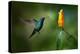 Green and Blue Hummingbird Black-Throated Mango, Anthracothorax Nigricollis, Flying next to Beautif-Ondrej Prosicky-Premier Image Canvas