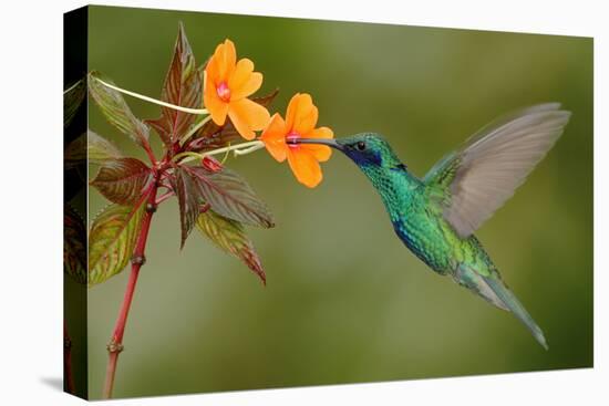 Green and Blue Hummingbird Sparkling Violetear Flying next to Beautiful Yelow Flower-Ondrej Prosicky-Premier Image Canvas