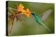 Green and Blue Hummingbird Sparkling Violetear Flying next to Beautiful Yelow Flower-Ondrej Prosicky-Premier Image Canvas