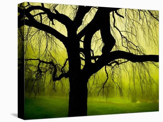 Green and Golden Landscape behind Tree-Jan Lakey-Premier Image Canvas