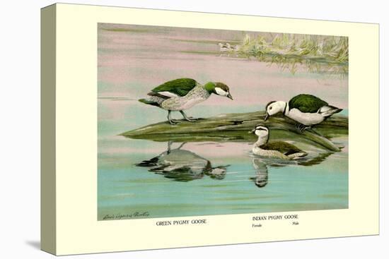 Green and Indian Pygmy Goose-Louis Agassiz Fuertes-Stretched Canvas